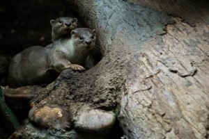 Vydry hladkosrsté v pražské zoo, foto Tomáš Adamec, Zoo Praha