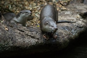 Vydry hladkosrsté v pražské zoo, foto Tomáš Adamec, Zoo Praha