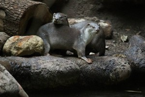 Vydry hladkosrsté v pražské zoo, foto Tomáš Adamec, Zoo Praha